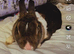 Female rabbit
