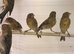 x7 this year canary’s
