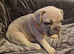French bulldog puppies
