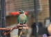 Conure and quaker