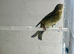 Siskin x Canary Mule