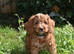 Ready Now F1 Toy Cockapoo Puppies Health Tested