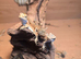 Baby bearded dragon