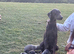 READY TO LEAVE. Stunning Lurcher puppies!! Dogs only!!