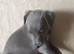 Beautiful KC Blue Whippet Puppies