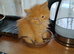 Stunning fluffy ginger girl