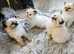 Ragdoll Kittens