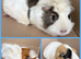 Guineapigs