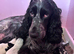 Stunning litter of cocker spaniel puppies ready for new homes