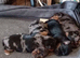 Biewer yorkie pups three merle and one black and tan