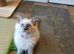 Very Beautiful GCCF Blue Point Ragdoll Kitten.
