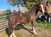 Kiki coming 2 Welsh c pony wpcs passported