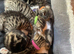 Tabby littens