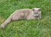Loving affectionate blue shorthair