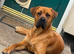 1 year old male boxer x lab needing new home