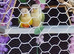 Pair of conures