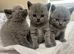 BSH kittens
