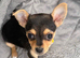 Chihuahua x jack russell