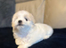 Maltese puppies 2 girls