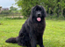 Male Newfoundland: Looking for a new home