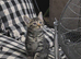 2 Tabby Kittens With starter kit