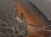 16.2hh 11yo TB Gelding