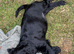 KC registered cocker spaniel puppies