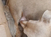 3 female minature dachshund puppies