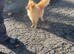 Beautiful Gold fox face Pom