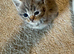 4 Maine Coon Kittens Looking for Forever Homes