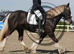 Beautiful full up 13 .2  mare