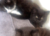 British Shorthair cross kittens