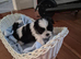 Shi tzu pups