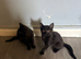2 beautiful 10 week old kittens looking for their forever homes