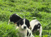 Springer Spaniel Pups READY NOW