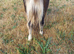 Show Quality Registered Minature Shetland Colt Foal