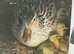 Miniature Silver Appleyard hatching eggs
