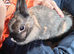 Raven is looking for a forever home
