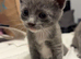 Beautiful Kittens For Sell