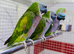 Derbyan parrot