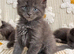 Tica registered blue Maine Coon