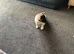 Strong big bone high standard puppies father registered mother is big high quality active Akita