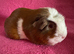 Guinea pig sows