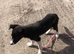 Border Collie Puppy - Working Parents - Black and White - Female - £450