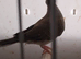 1 Diamond dove