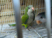 Quakers pair and young