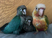 Hand raised baby green cheek conures