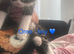 Maincoon x British short hair 1 girl 2 boys