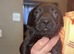 Mastador puppies