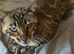 female bengal
